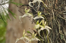 Corkscrew Swamp Sanctuary