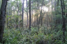 Six Mile Cypress Slough Preserve (Fort Myers)